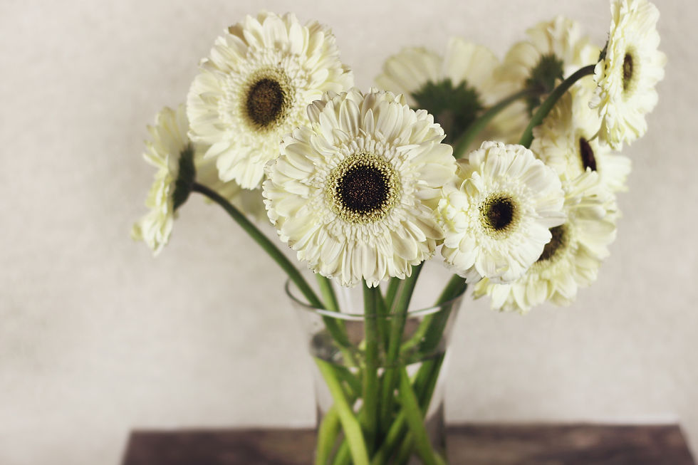 house plants good for oxygen, indoor and air quality plant