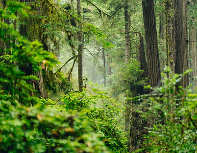 AISLING Forest