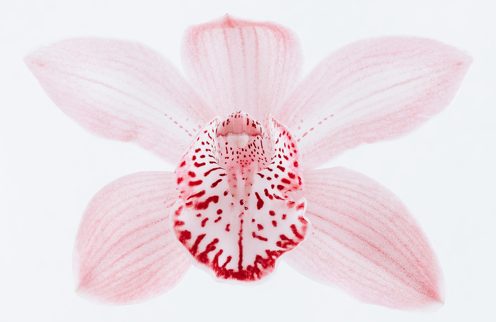 Image by Pawel Czerwinski