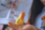 parrot on a woman's hand