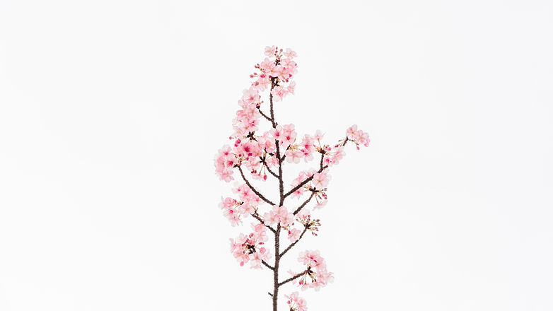 Lusenti Oriental Collection