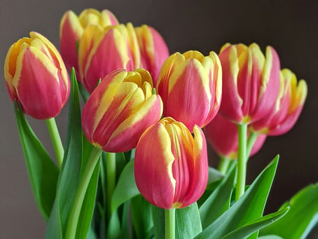 I tell the tulips in the pot on my windowsill