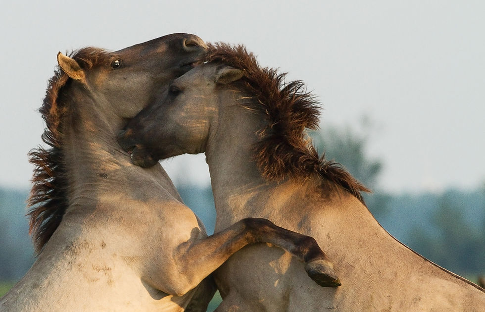 horses