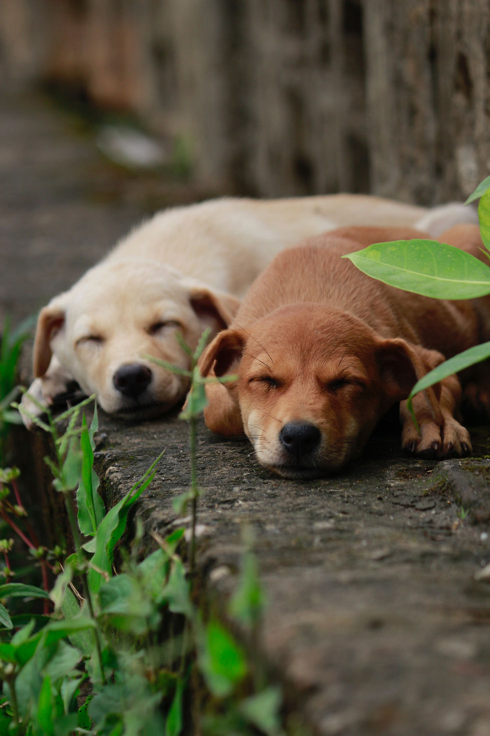 Two puppies sleeping