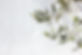Olive Branch