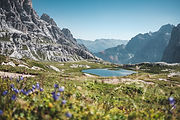 Succulentes d'Europe, Alpes