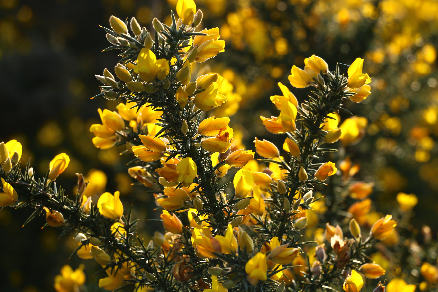 Going through hay fever hell? Experts give their advice on how to beat it naturally