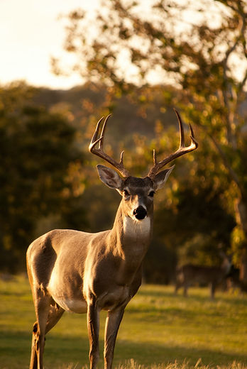 Image by Laura College