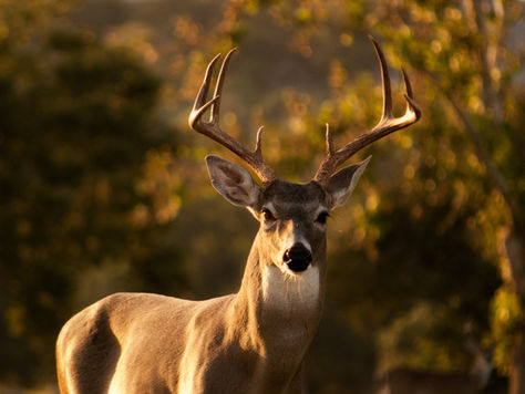 Petition To Call For Nature's Recovery By 2030