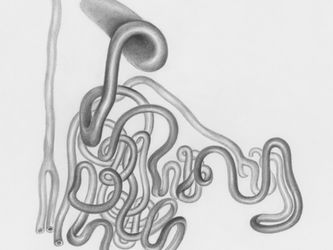 Colitis ulcerosa: Chronische Entzündung im Darm – Ursachen, Symptome & Hilfe
