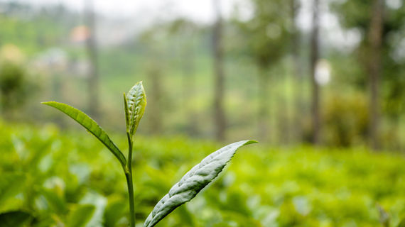 Image by Chaitanya Rayampally