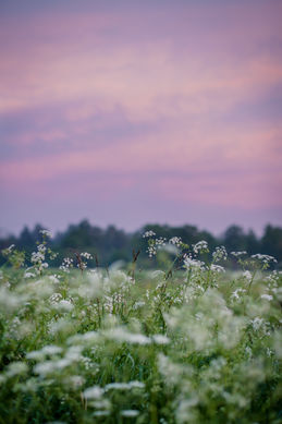 Image by Zane Priedīte