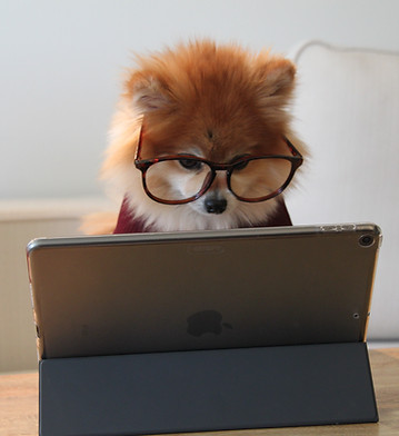 Image by Cookie the Pom
