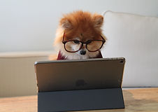 Image by Cookie the Pom