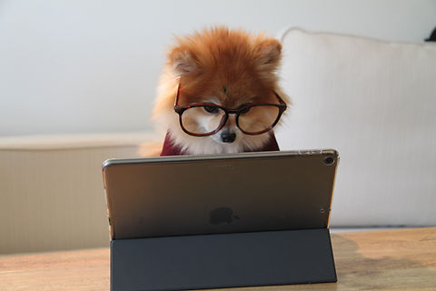 Image by Cookie the Pom