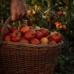 WORKING HOLIDAY VISA SLOWDOWN ‘LOW BLOW’ FOR FARMERS
