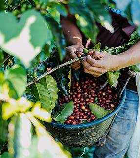 Image by Gerson Cifuentes