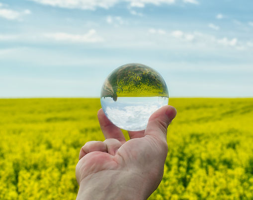 Seed Oils - the Truth