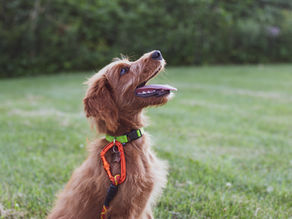 Shaping in Dog Training: Building Behaviour One Step at a Time
