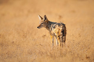 Image by Chris Stenger