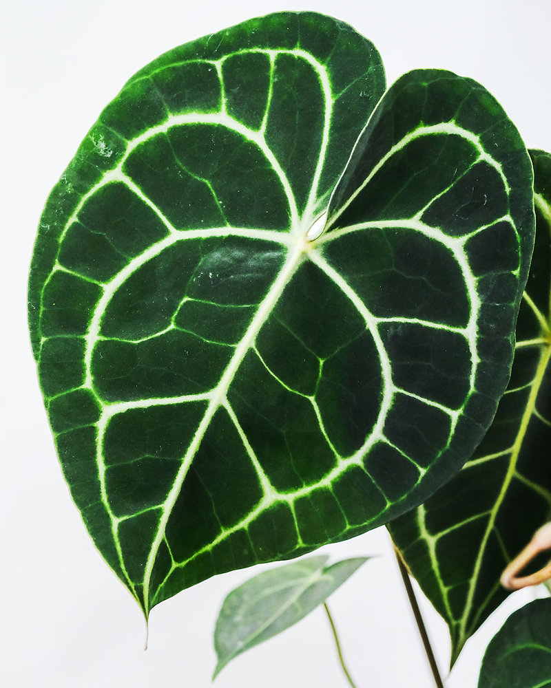 Anthurium Care Instructions
