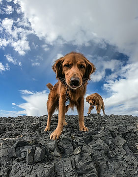 Image de Patrick Hendry
