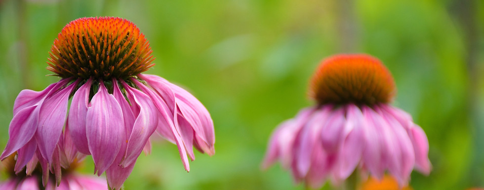 Coneflowers growing at Wendland Family Farm