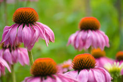 Perennials That Bloom All Summer: Long-Lasting Color for Your Cottage Garden