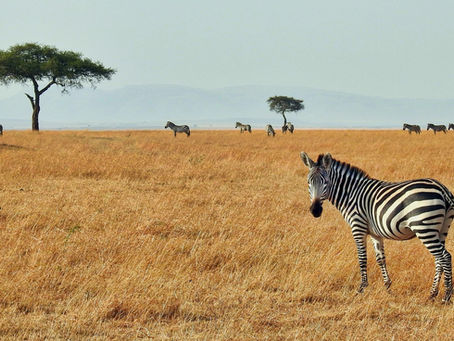 Chapter thirteen: Out of Africa