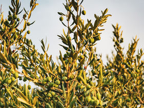 Aceite de Oliva Arbosana