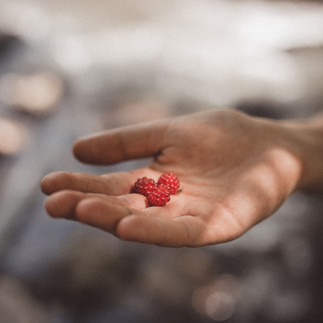 Hand hält drei frische, rote Beeren in sanftem Licht – symbolisch für Achtsamkeit, Natürlichkeit und puren Genuss.