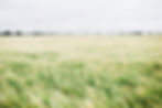 Blurred Meadow with Dr. Susie Meldrum's photo and title on it, showing she is a chiropractor in Cambridge Ontario