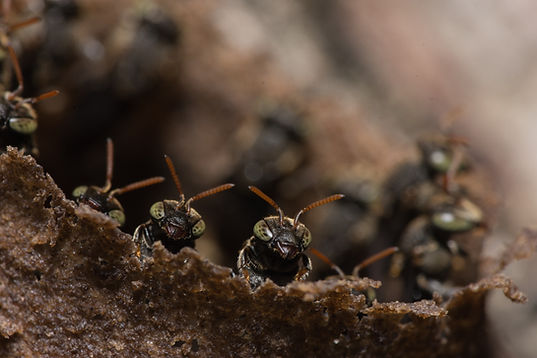 Image by Matheus Queiroz