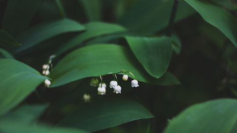 BLESSED SPRING EQUINOX 