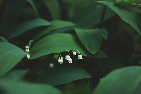 Image by Mila Young