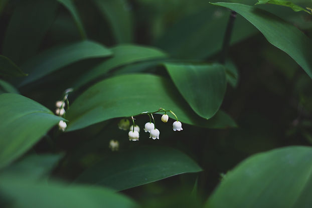 Image by Mila Young