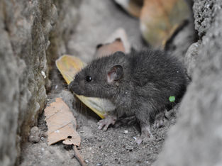 Family Dollar Stores LLC Admits Guilt for Storing Consumer Products in Unsanitary Conditions and Agrees to Pay $41.675 million for their Involvement with a Warehouse Infested with Rodents