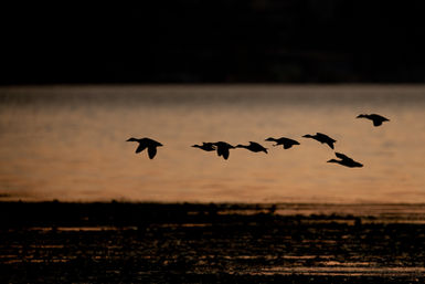 Silhouetted flock of birds flying over water at sunset