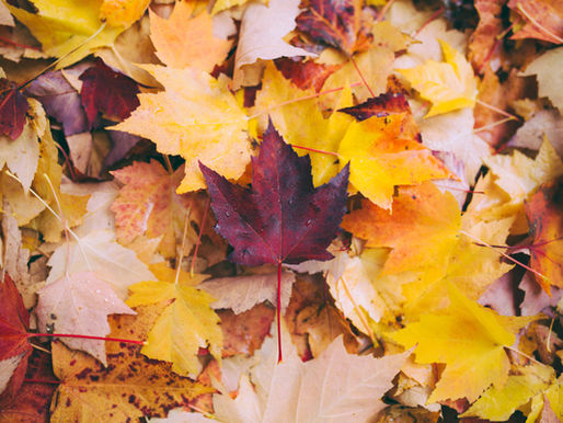 Gardening Series: Activities for growing with children, fall seed saving project for kids