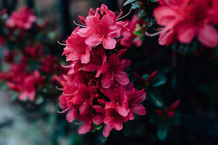 Image de Kelly Sikkema