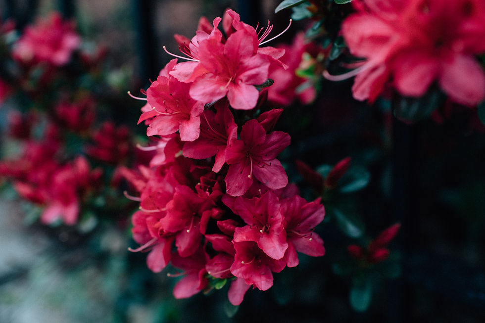 best blooms in Asheville - rhododendrons
