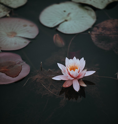Image by Annie Spratt