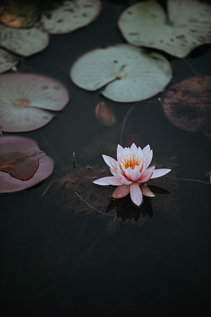 Image by Annie Spratt