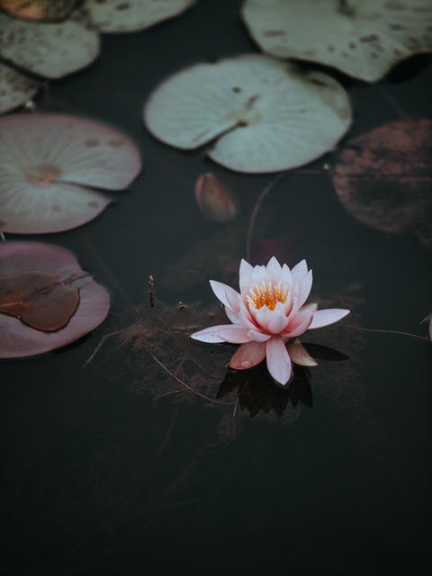 The Night Sky and the Life We Grow