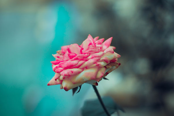 Image by Fernando @cferdo