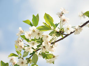 White blossoms and green leaves on a tree branch against a blue sky, suggesting a bright spring day.