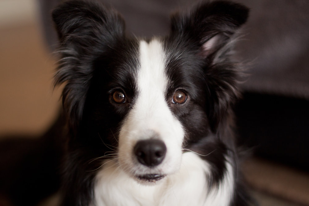 Zak george reactive dog sales