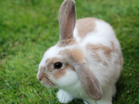 Dangerous Foods To Give Your Rabbit