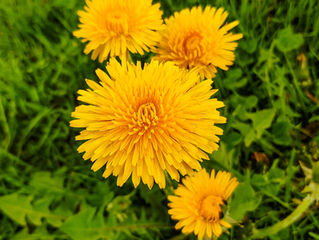 Dandelions
