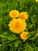 Dandelions